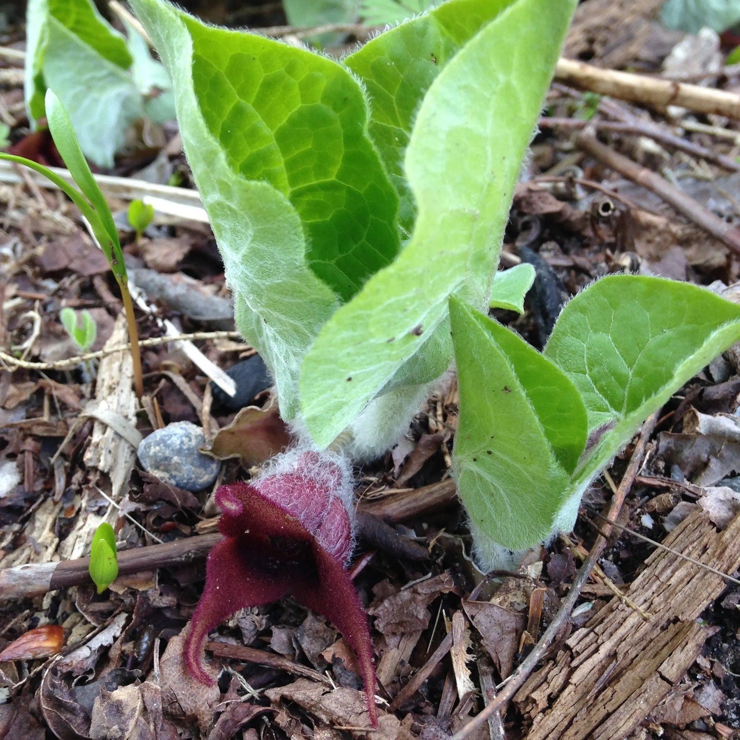 Asarum canadense