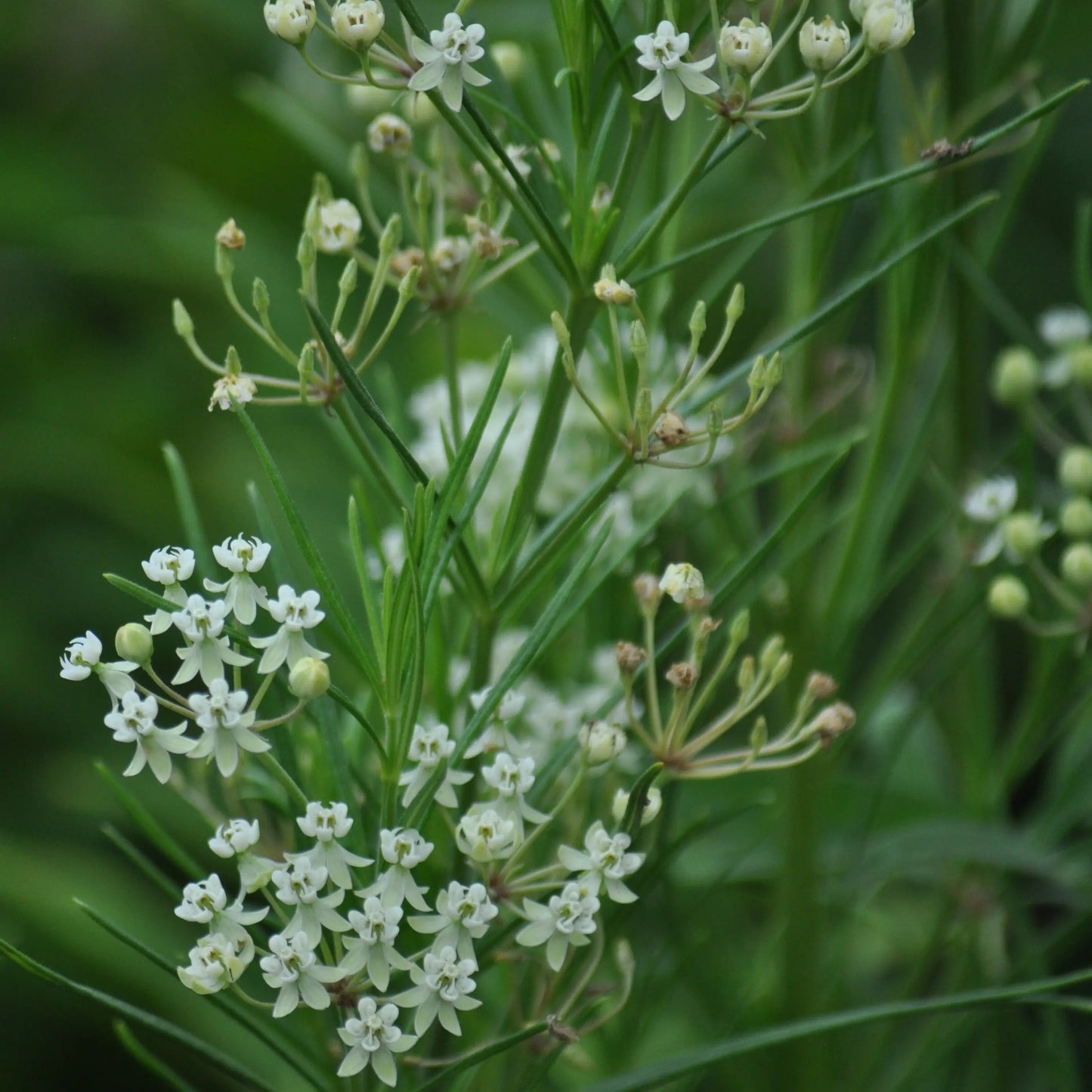 Asclepias verticillata