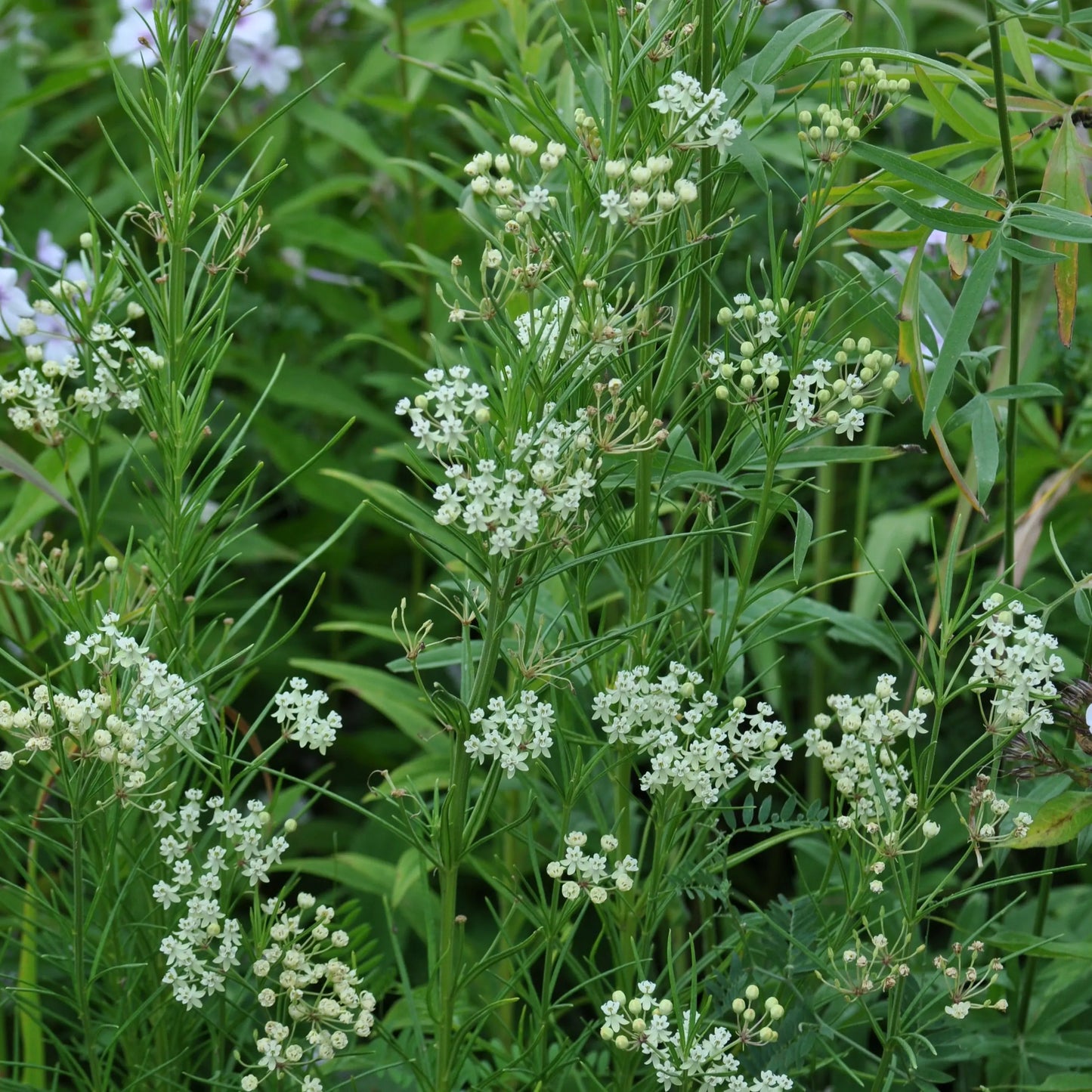 Asclepias verticillata