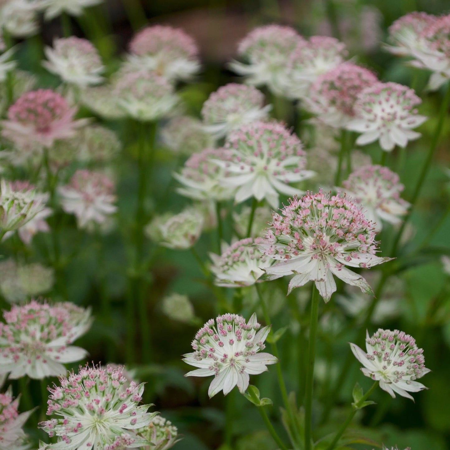 Astrantia major Buckland