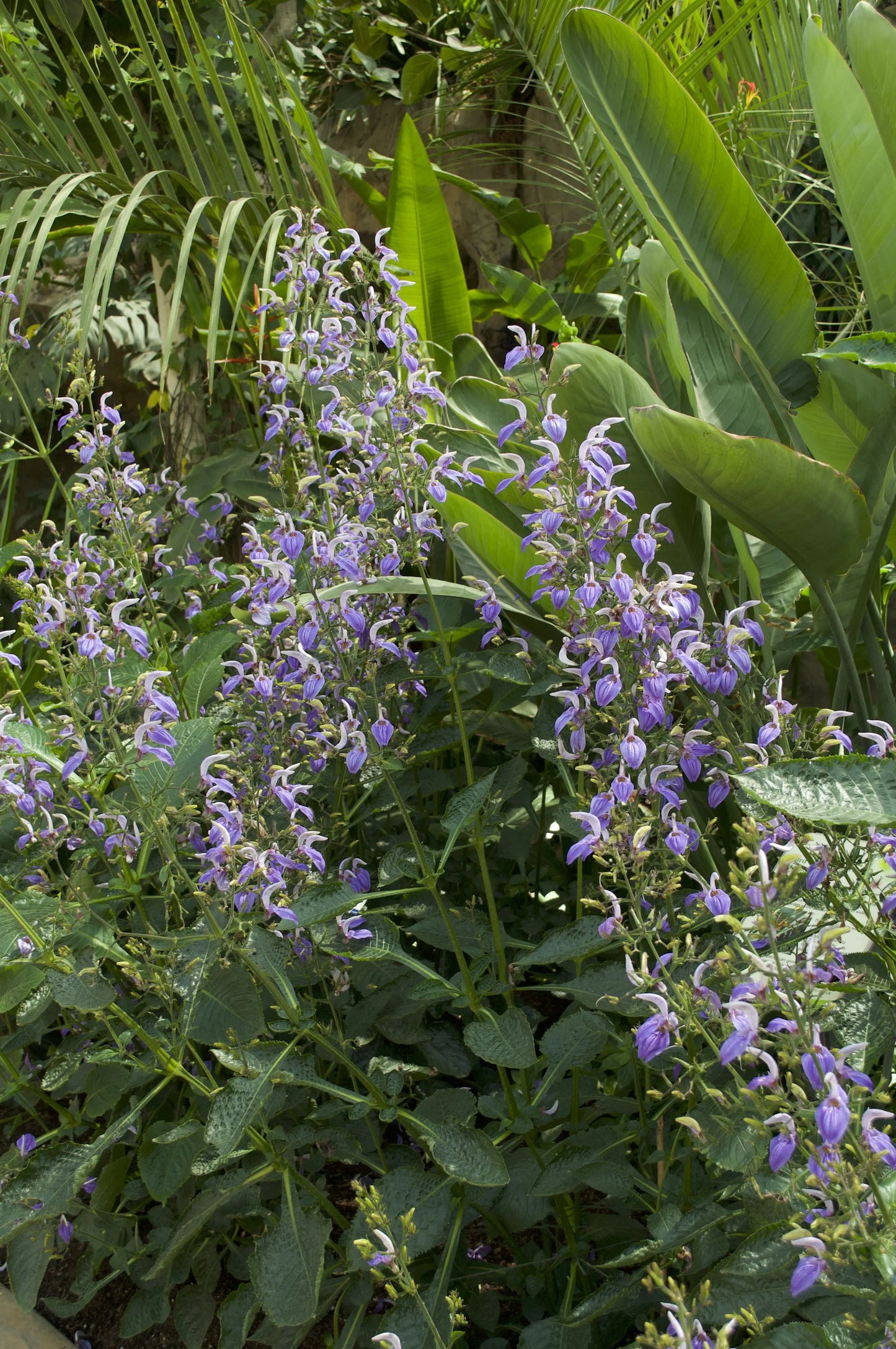 Brilliantasia subulugurica - Mason House Garden