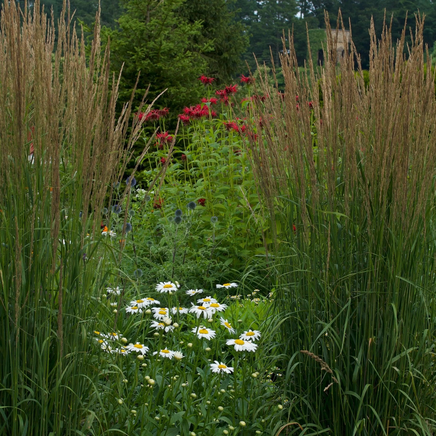 Calamagrostis Karl Foerster