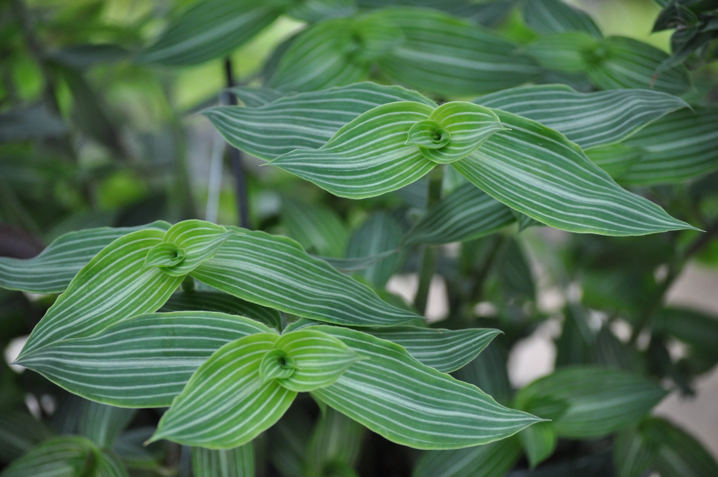Callisia elegans
