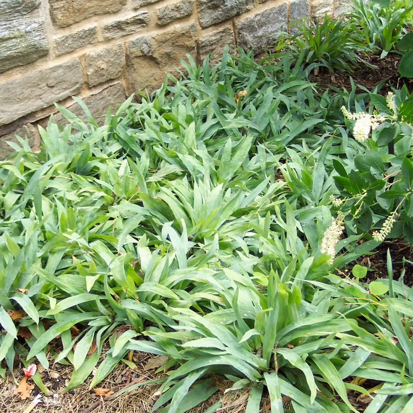 Carex laxiculmis Bunny Blue