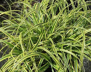Carex Rekohu Sunrise