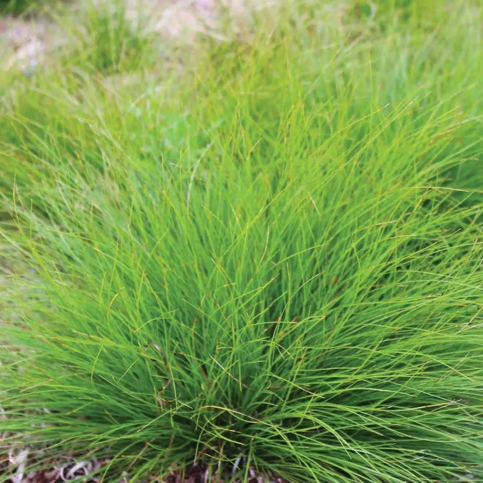 Carex eburnea