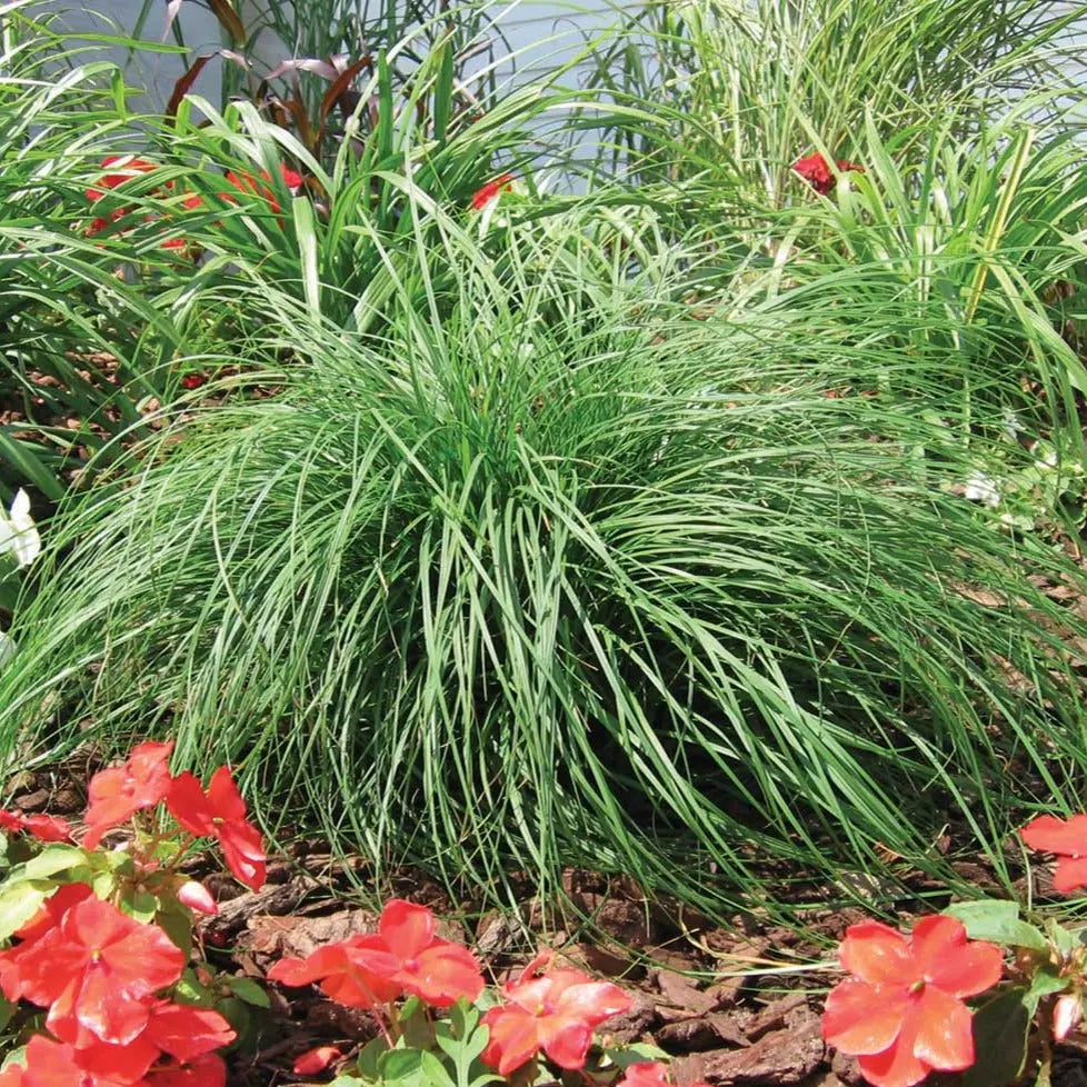 Carex pensylvanica