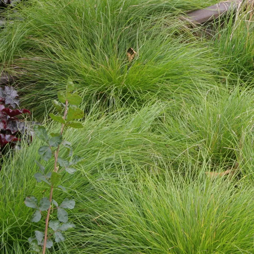 Carex rosea