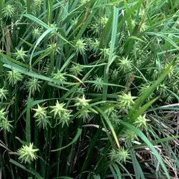Carex grayi