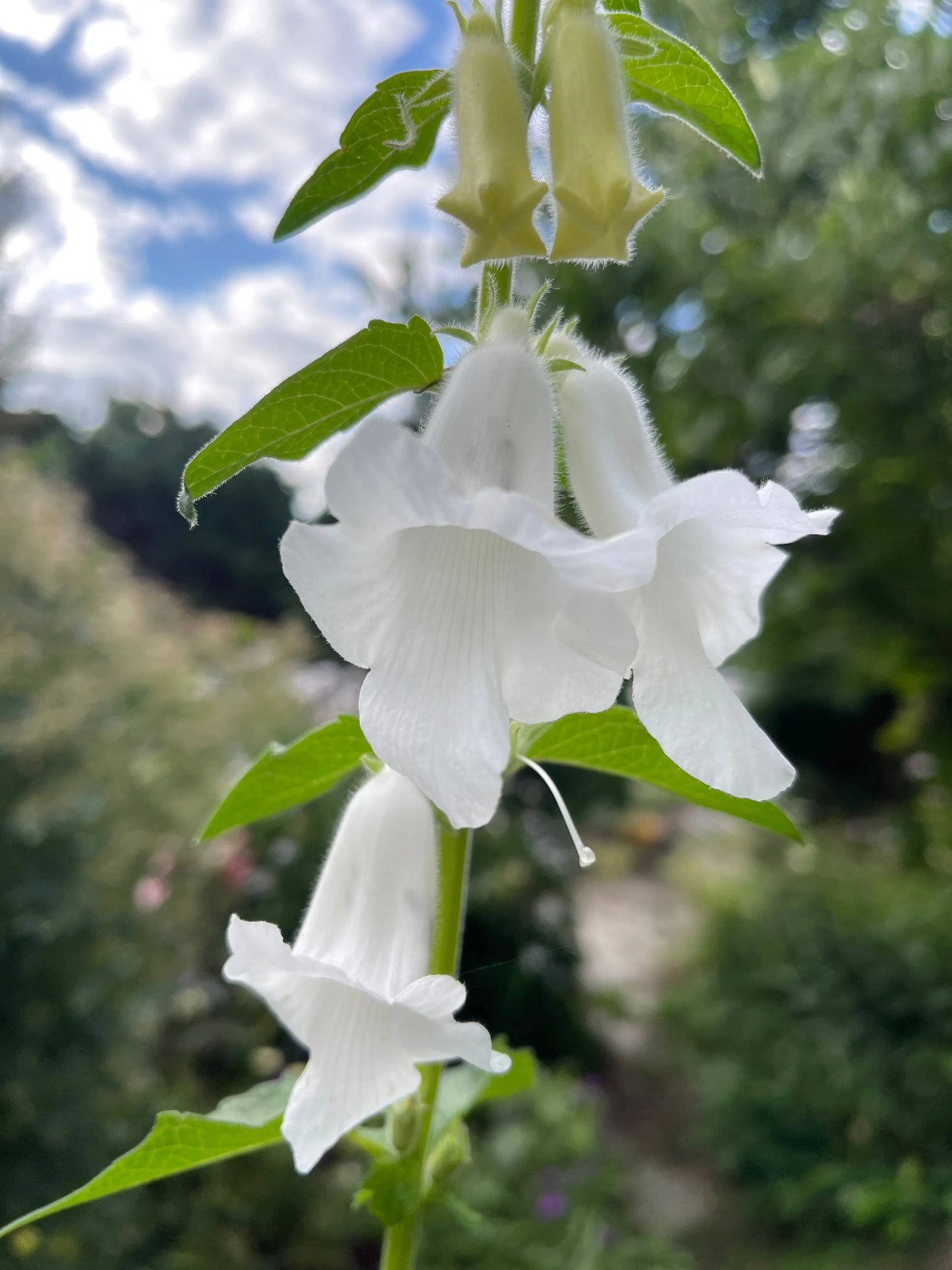 Ceratotheca triloba Alba