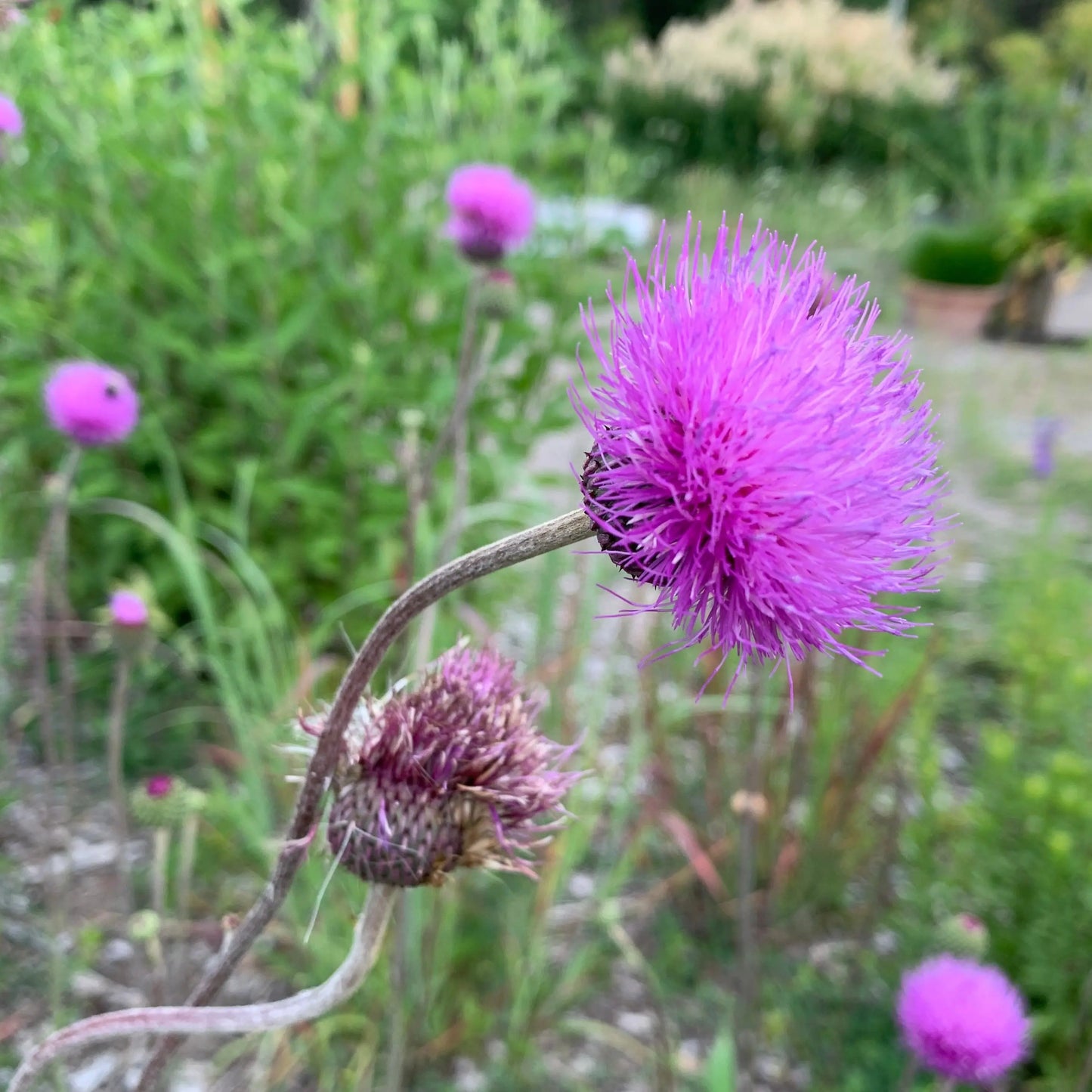 Cirsium canum