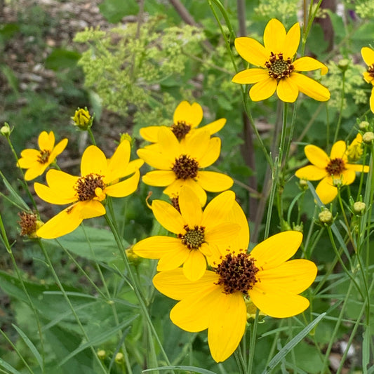 Coreopsis Gilded Lace