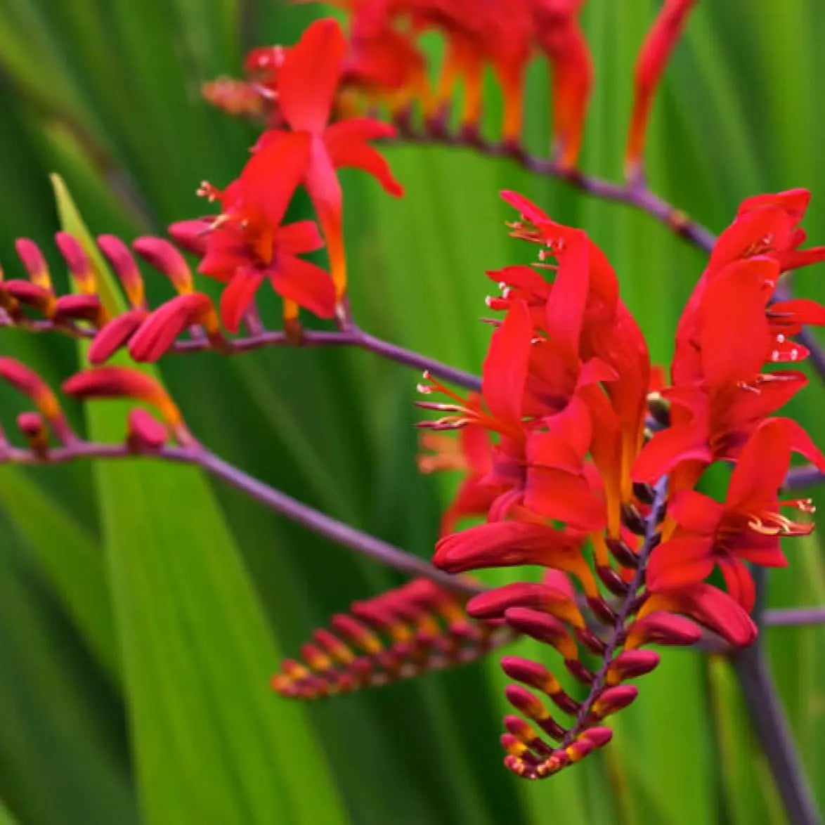 Crocosmia Lucifer