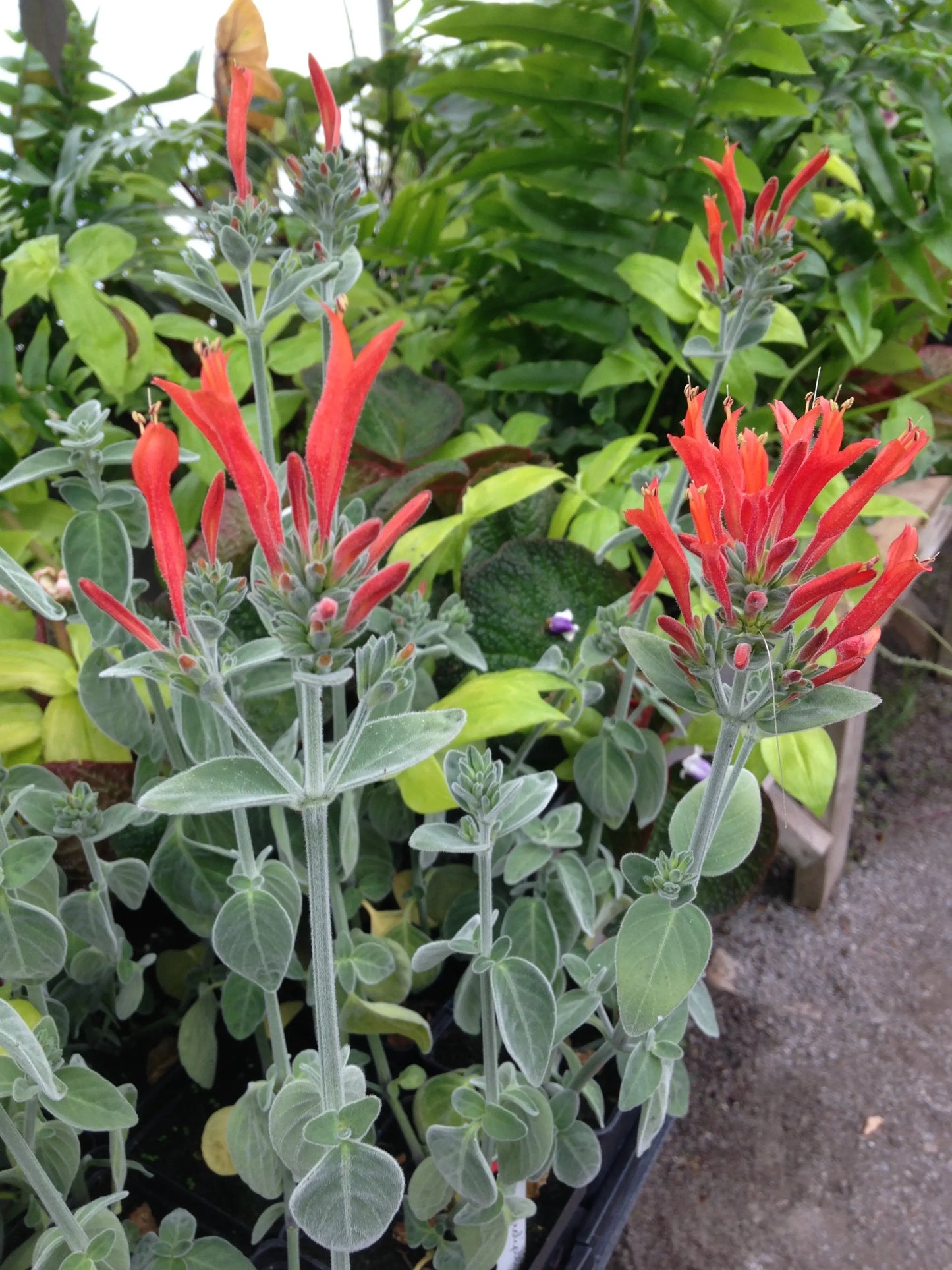 Dicliptera suberecta