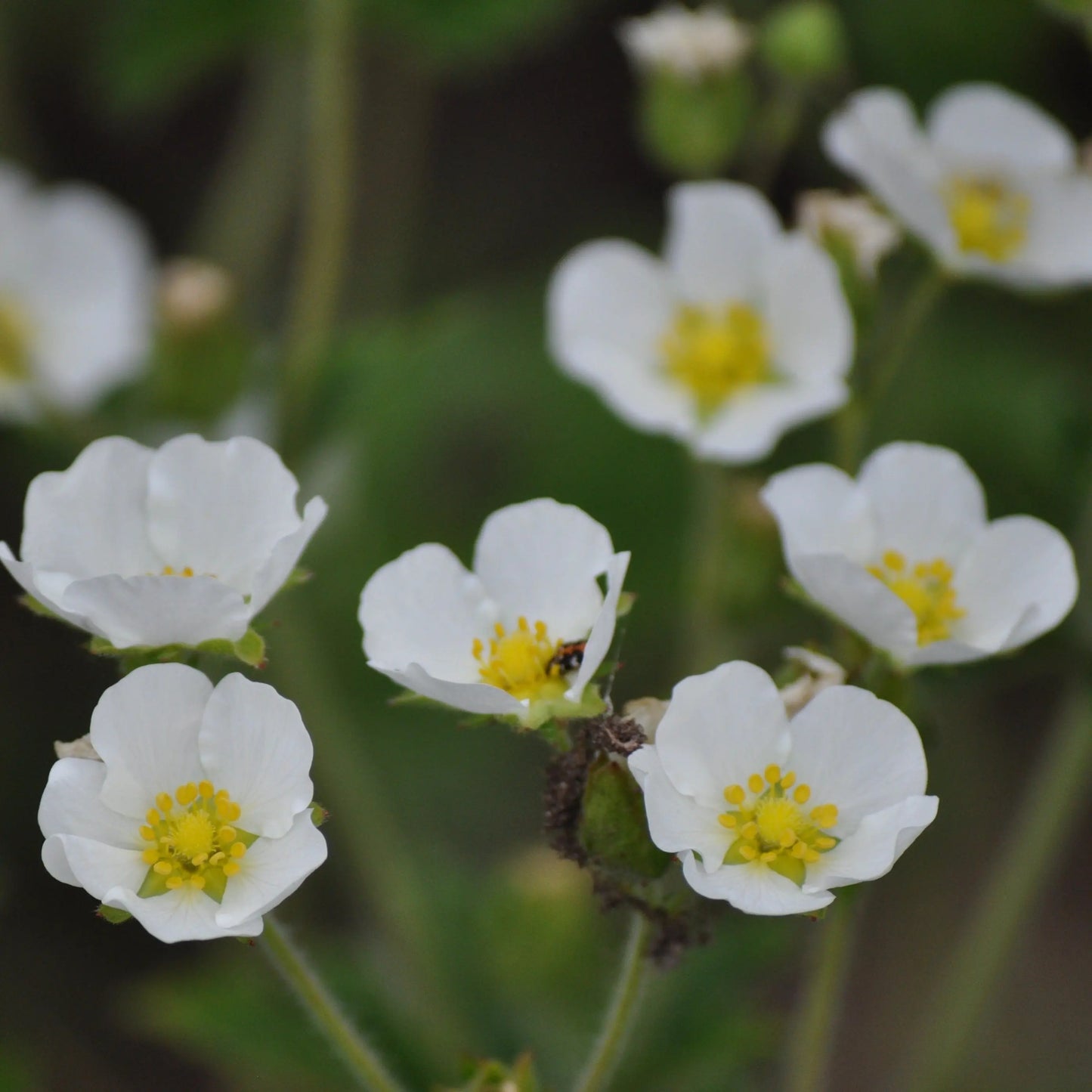 Drymocallis rupestris