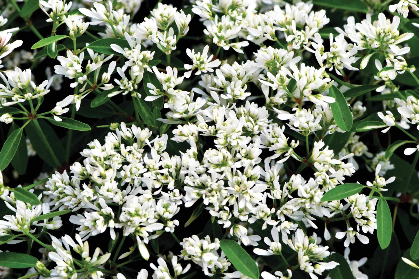 Euphorbia hypericifolia Starblast Snowdrift