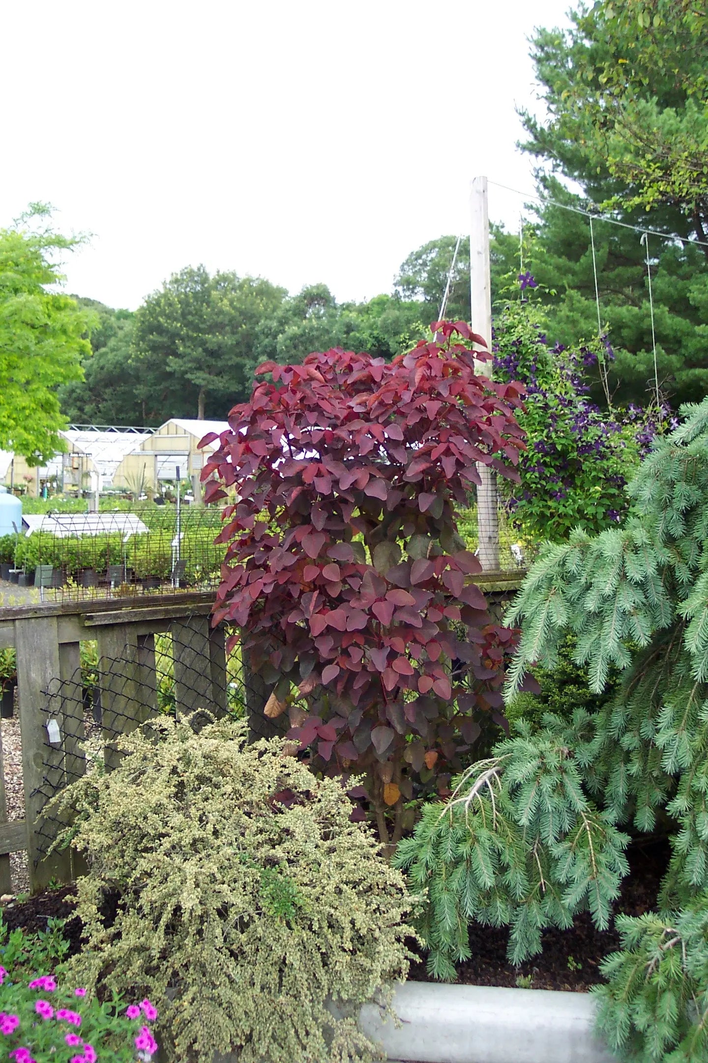 Euphorbia cotinifolia - Mason House Garden