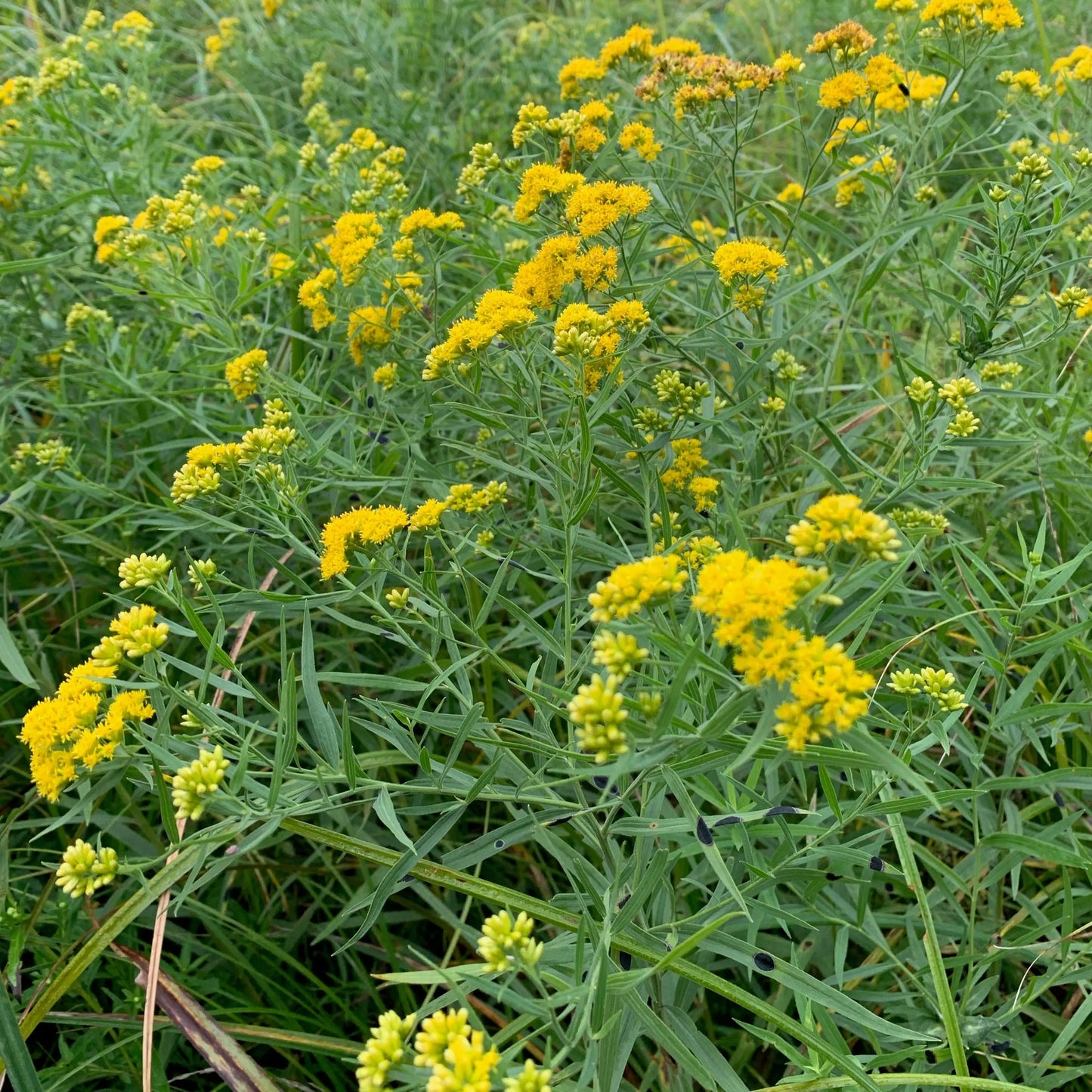 Euthamnia graminifolia
