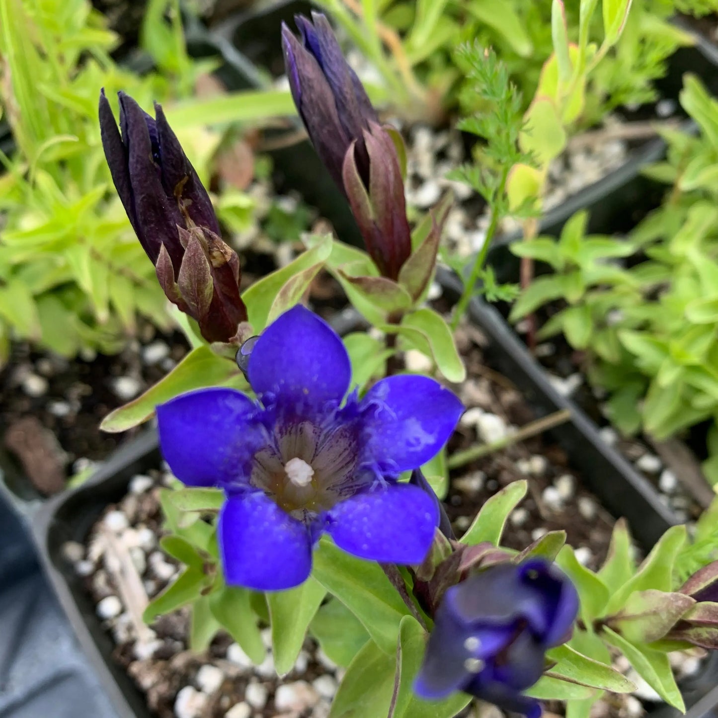 Gentiana septemfida Bella Alpinella