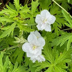 Geranium pratense Laura