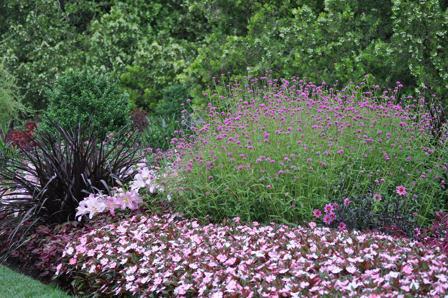 Gomphrena Fireworks - Mason House Garden