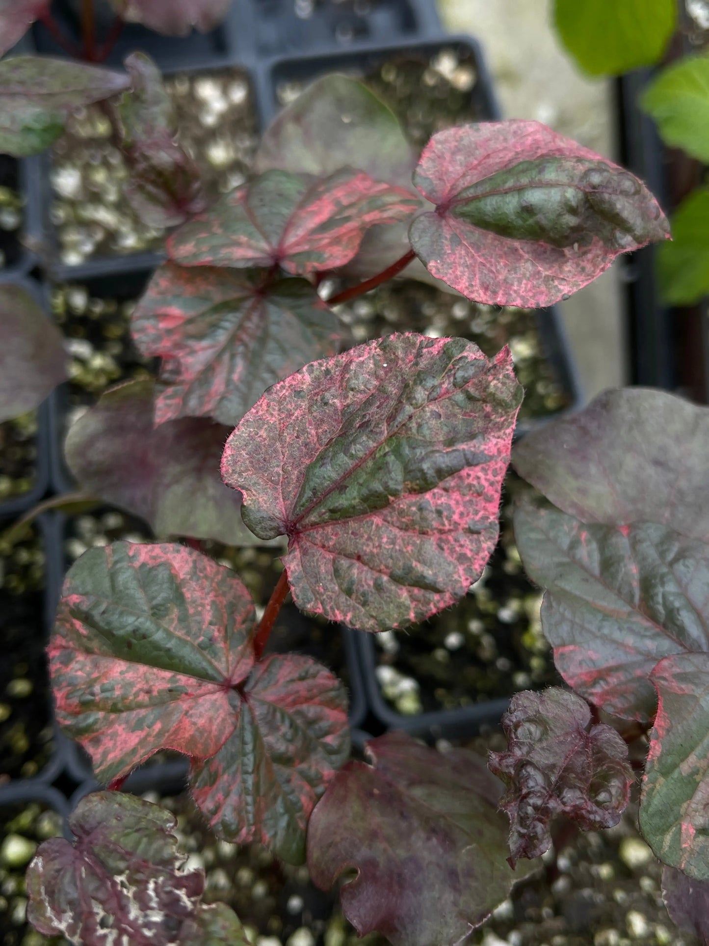 Gossypium Albe Red Variegated