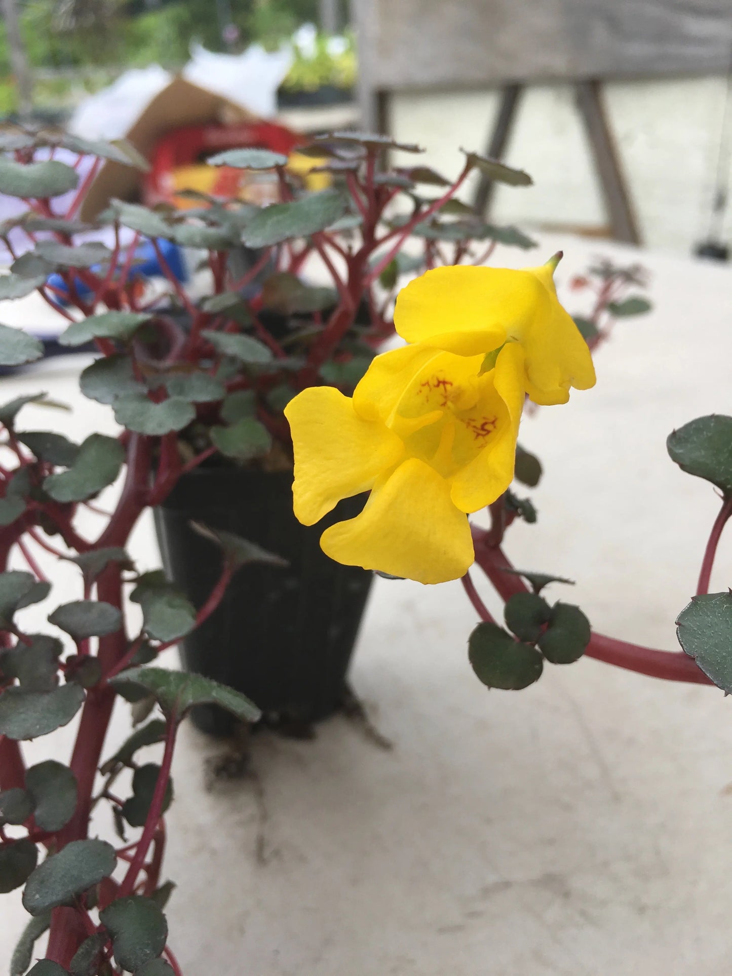 Impatiens repens