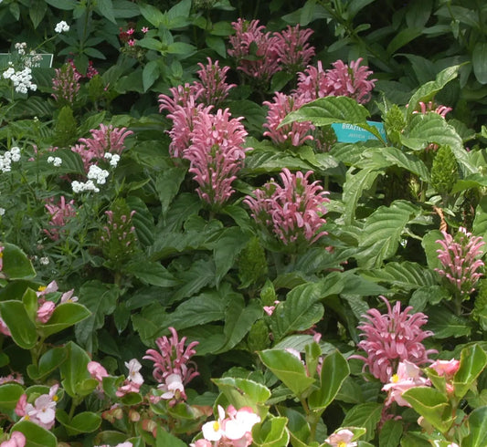 Justicia carnea - Mason House Garden