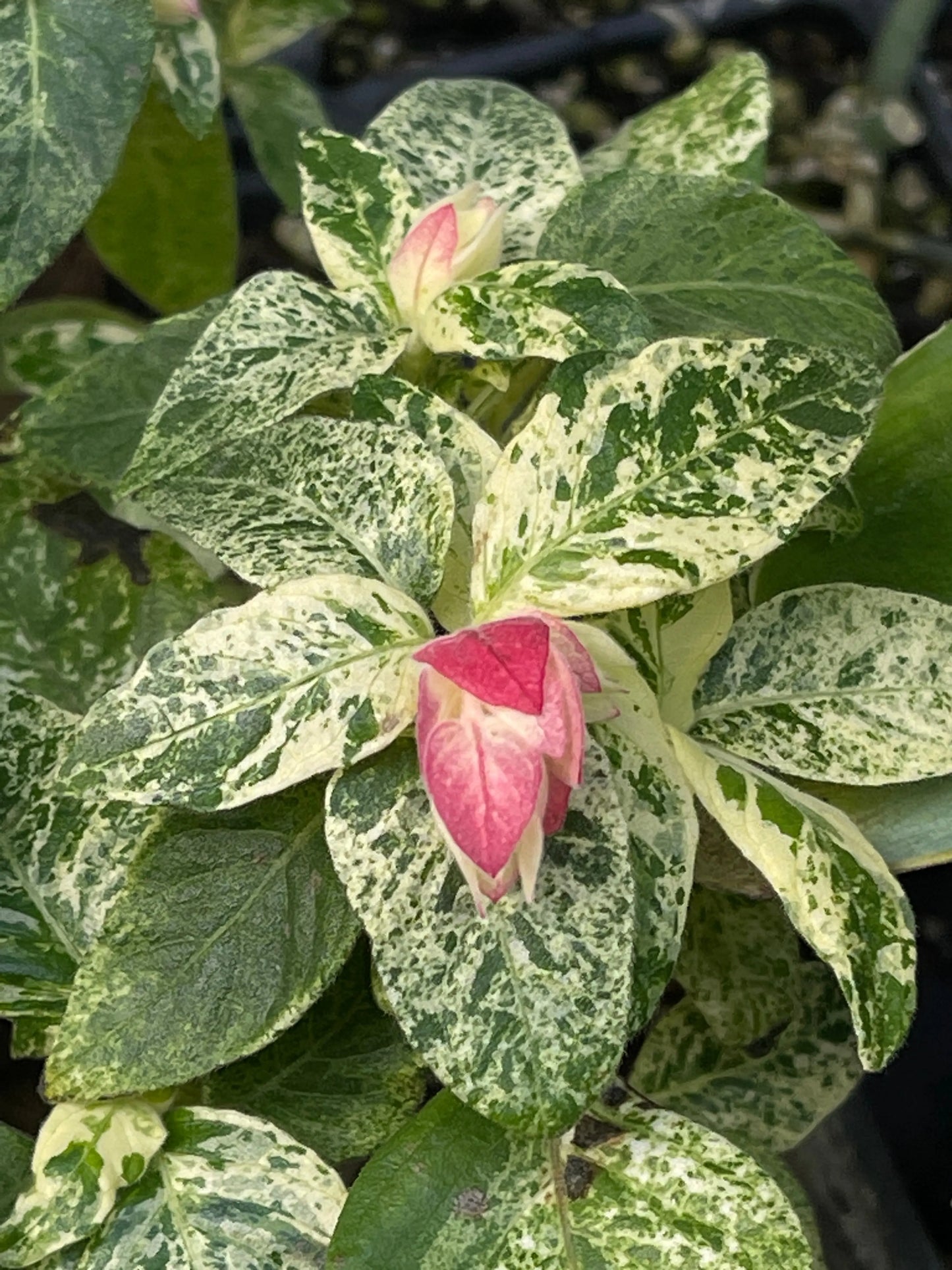 Justicia brandegeana Variegata - Mason House Garden