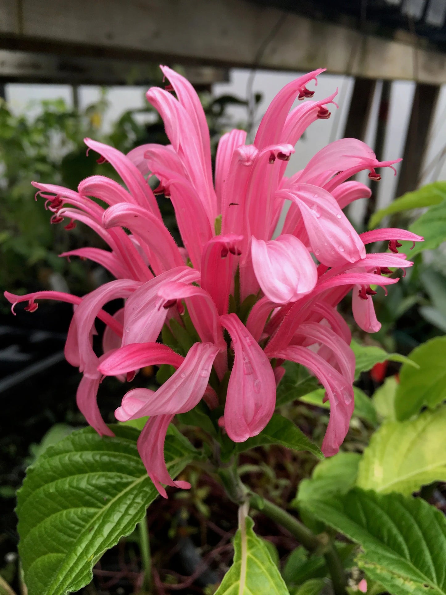 Justicia carnea