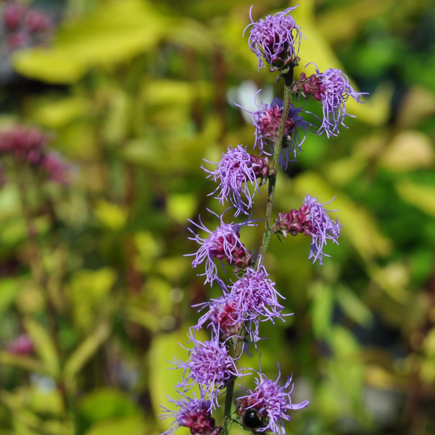 Liatris aspera