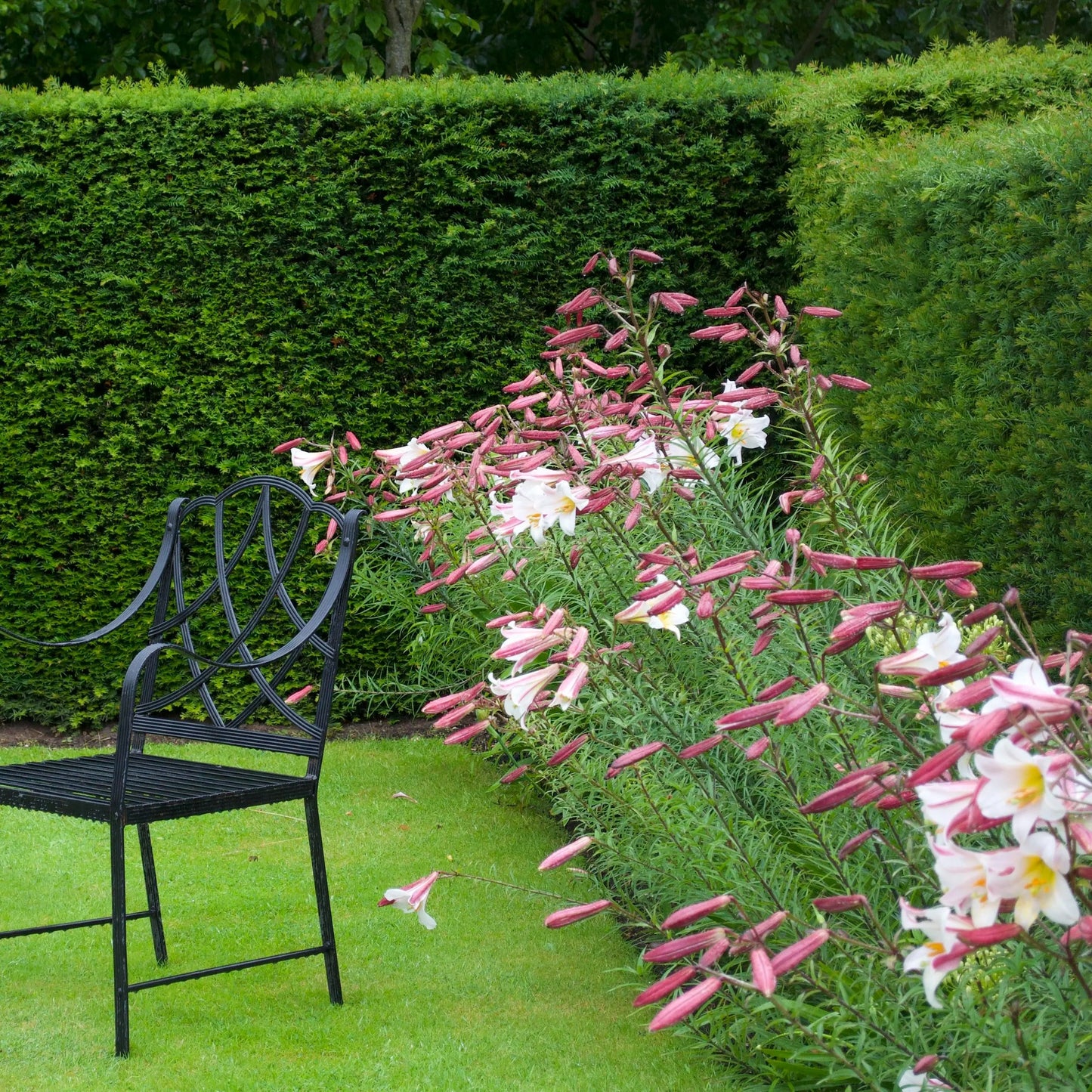 Lilium regale