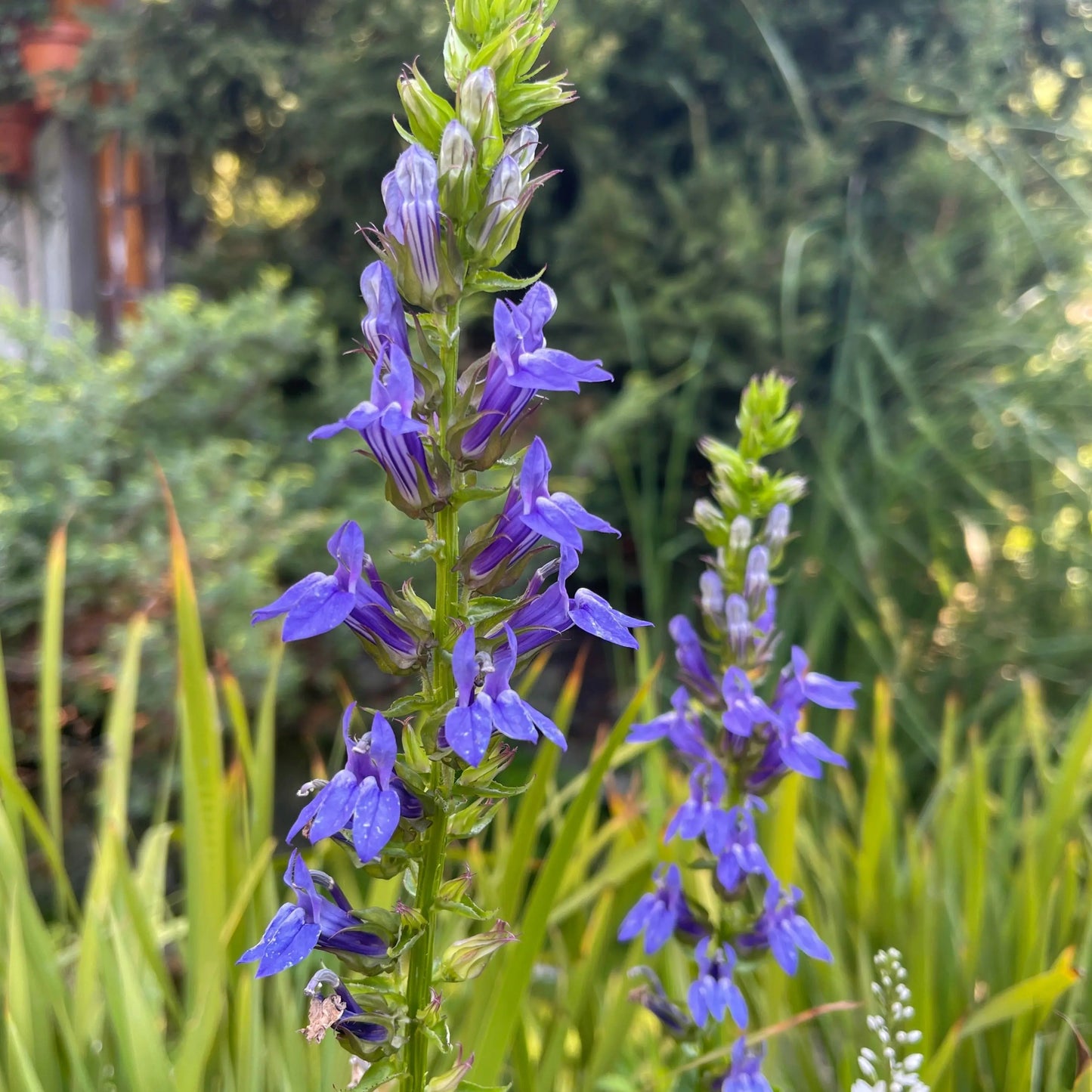 Lobelia syphilitica