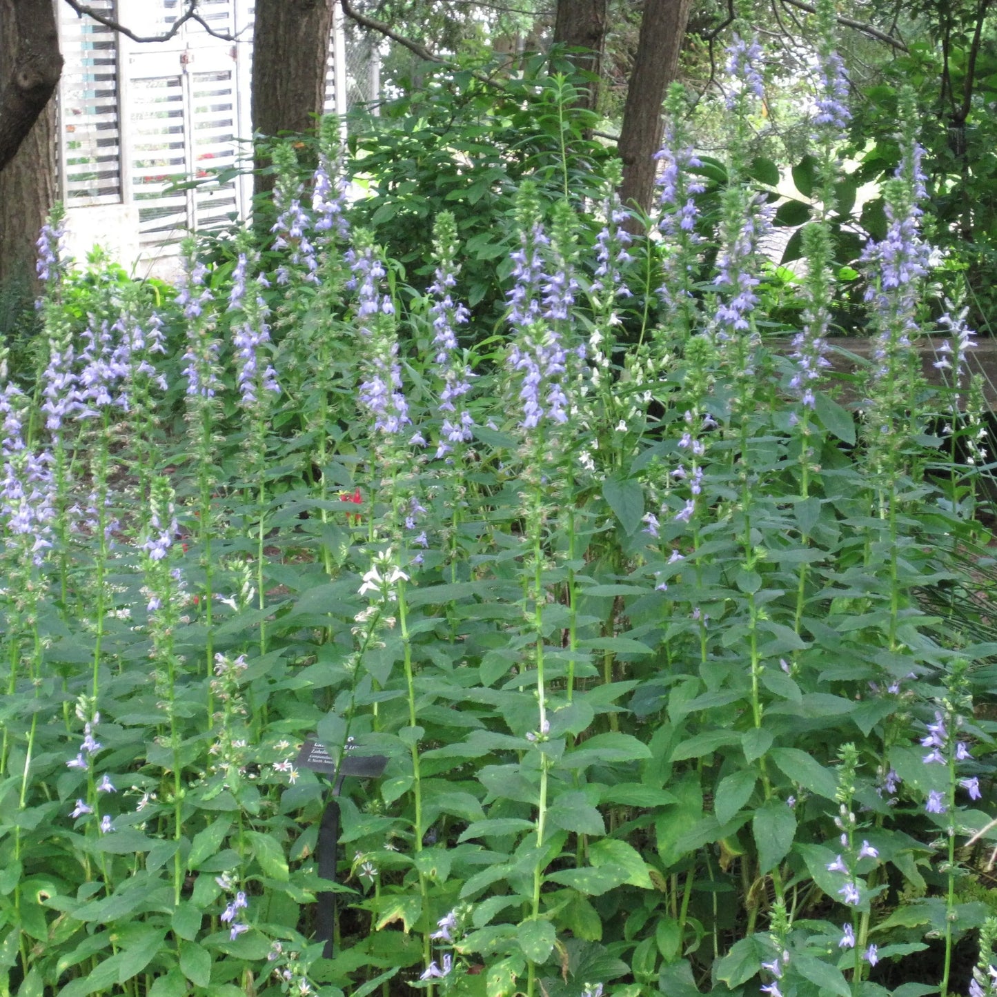 Lobelia syphilitica