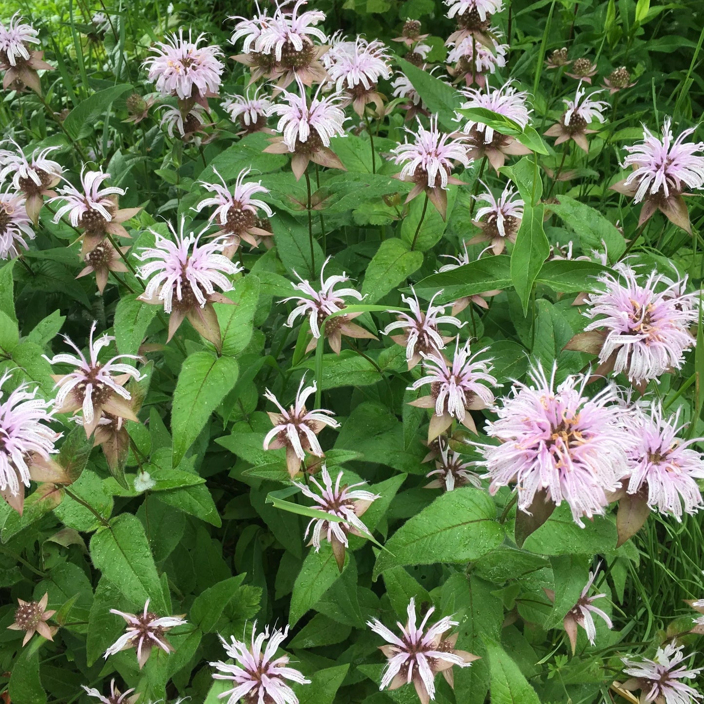 Monarda bradburiana