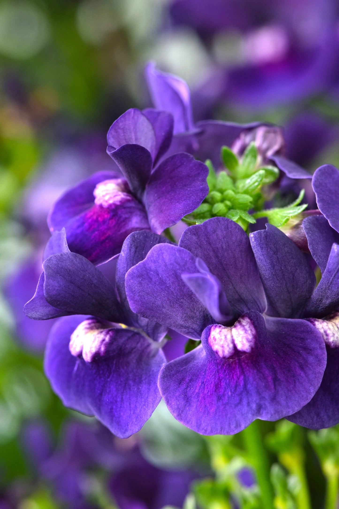 Nemesia Escential Blackberry