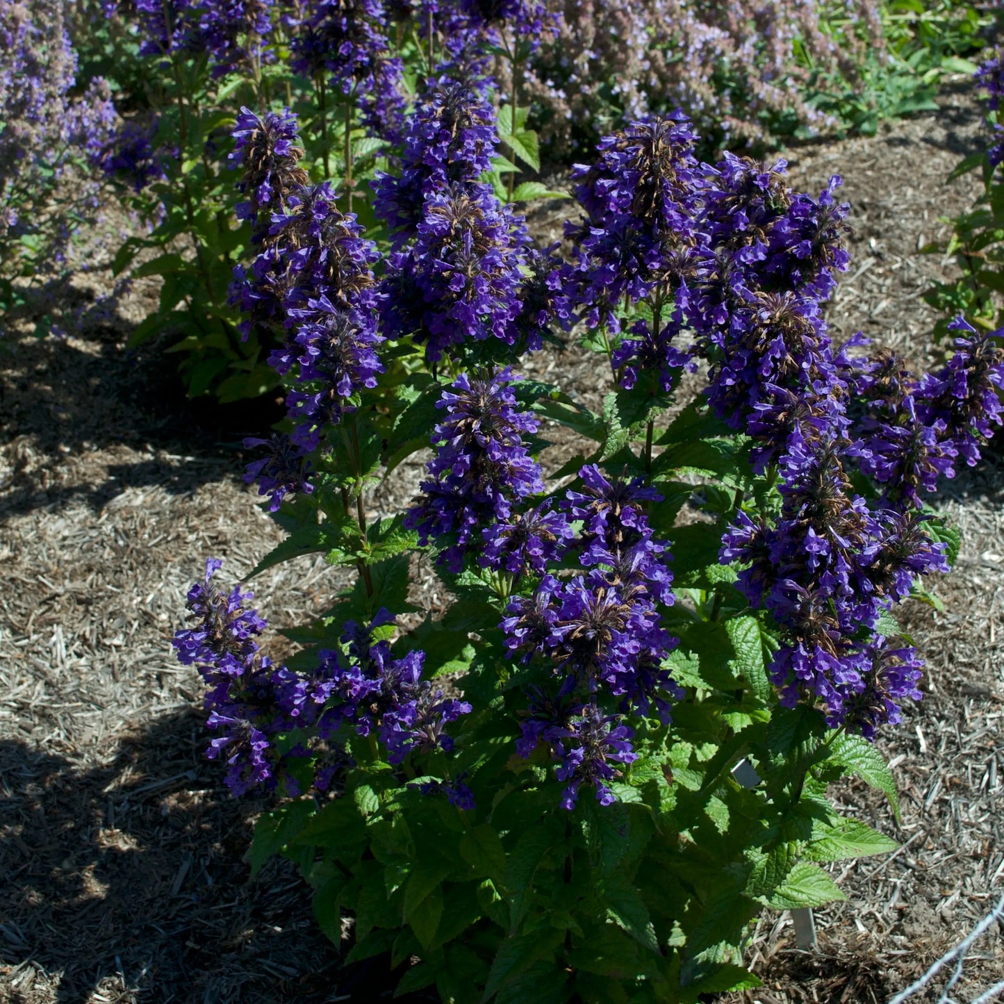 Nepeta kubanica Neptune