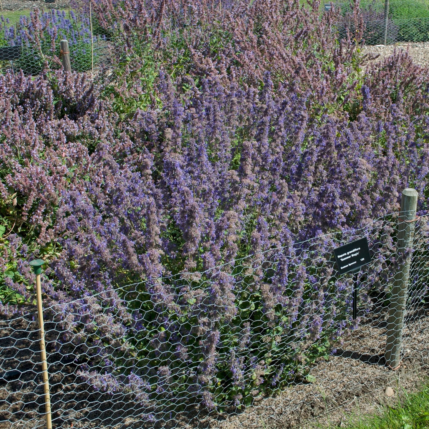 Nepeta Summer Magic