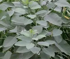 Nicotiana glauca