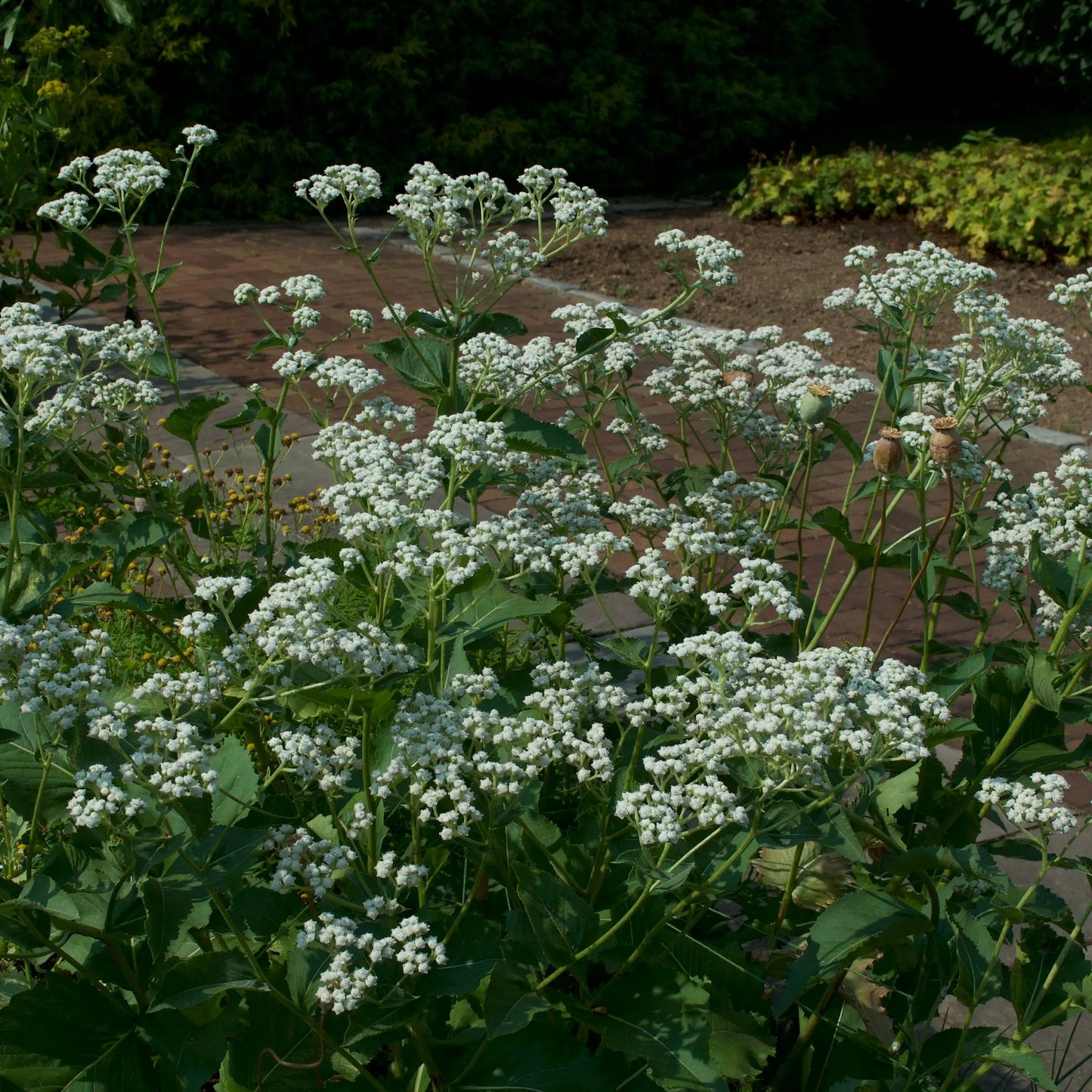 Parthenium integrifolium