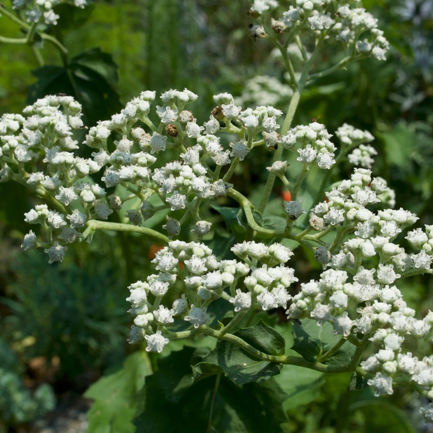 Parthenium integrifolium