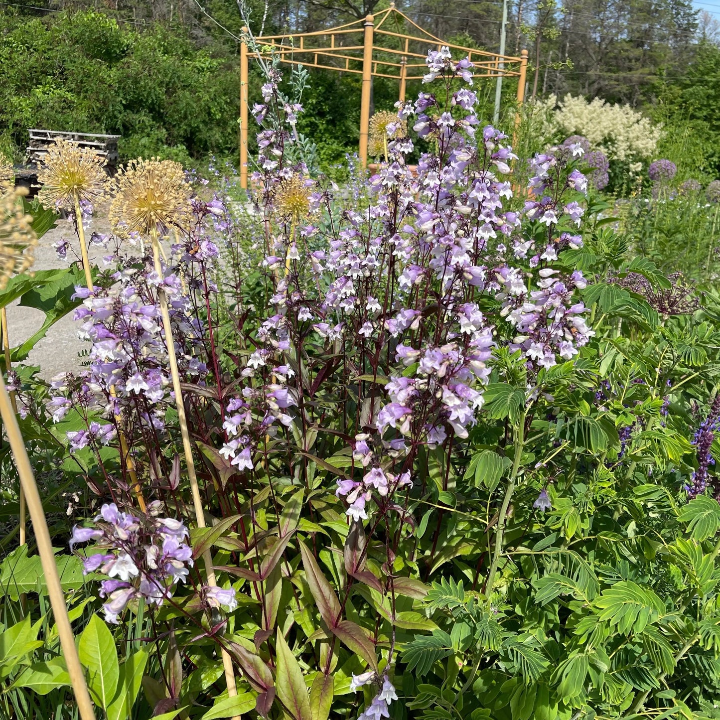 Penstemon digitalis Pochahontas