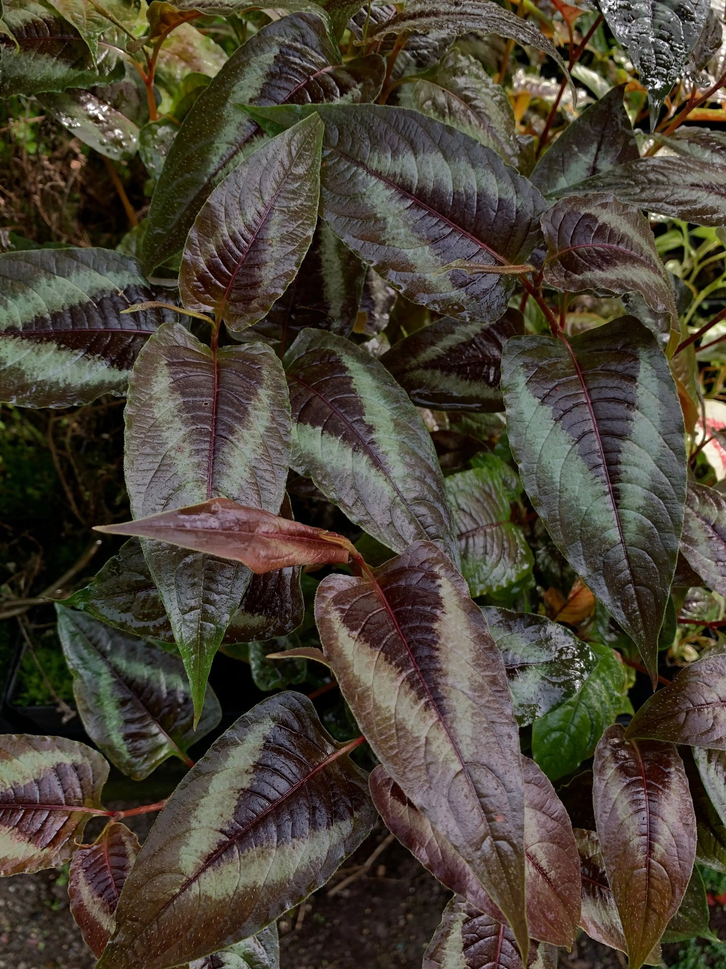 Persicaria Red Dragon