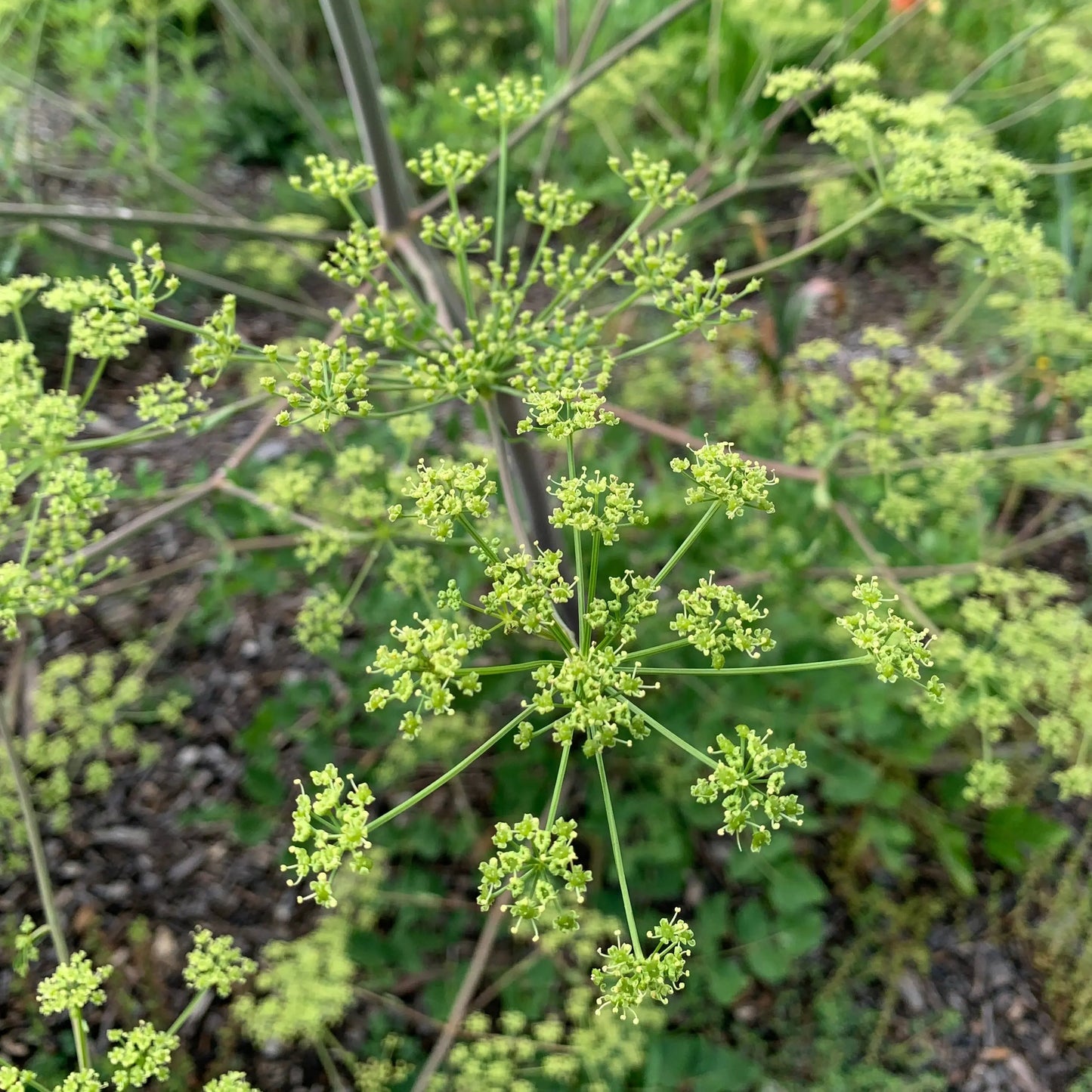 Peucedanum verticillare