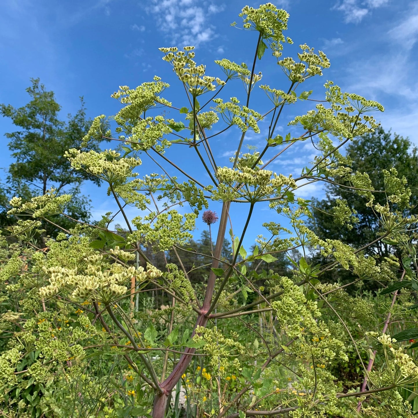 Peucedanum verticillare