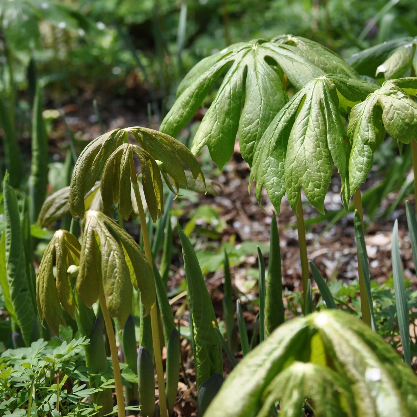 Podophyllum peltatum