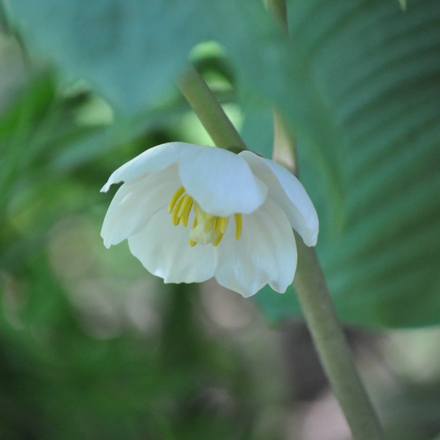 Podophyllum peltatum
