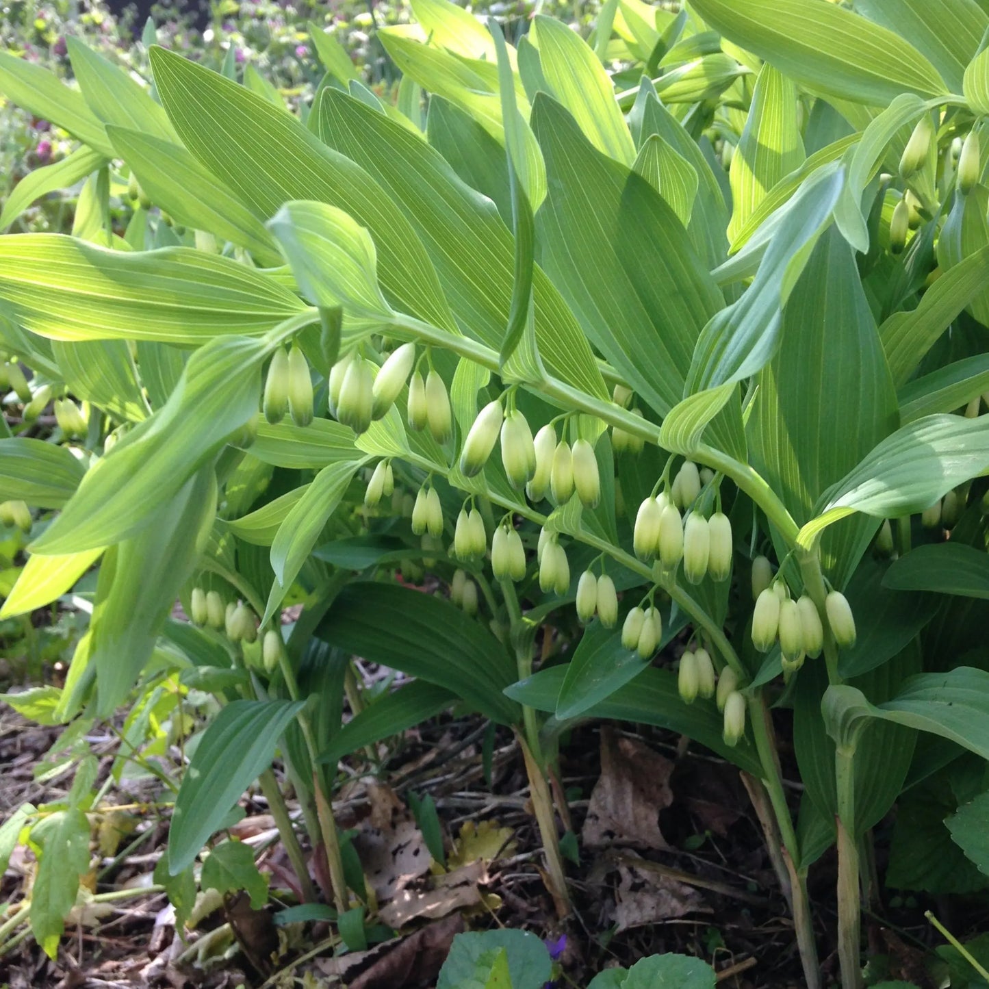 Polygonatum Silver Wings