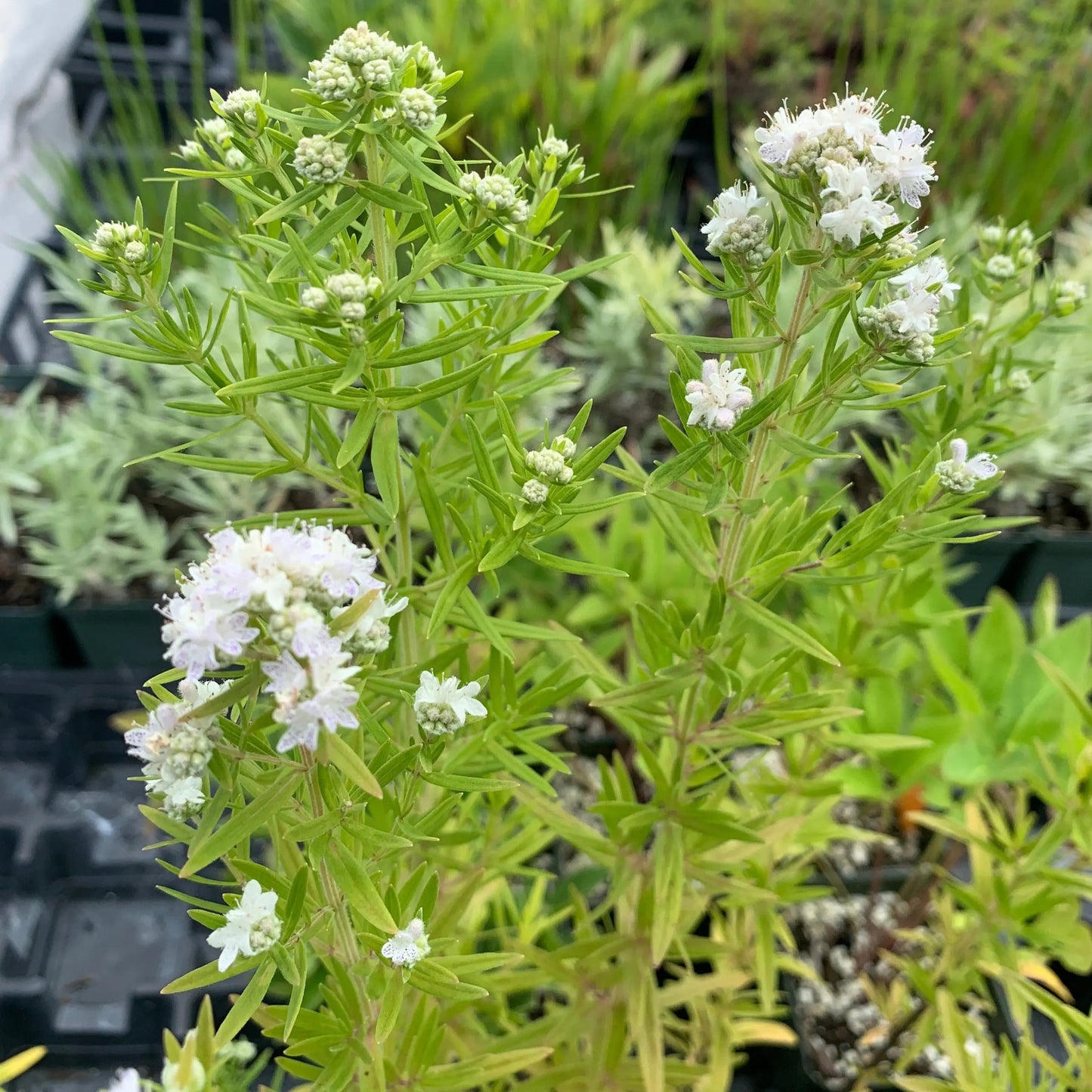 Pycnanthemum viginicum