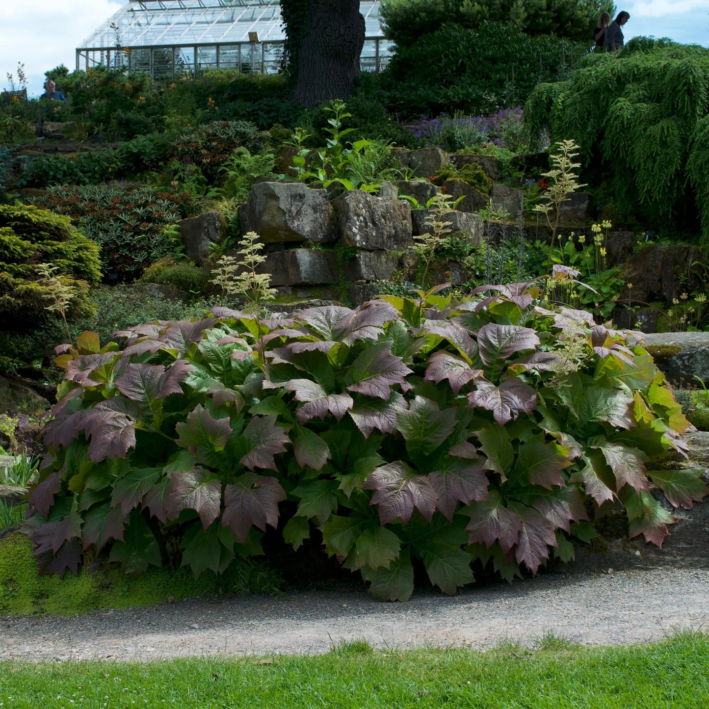 Rodgersia podophyllum Braunlaub